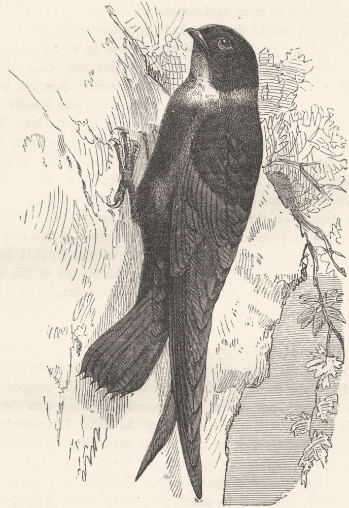 GAPER. Swift. White-Throated Prickly-Tailed c1870 old antique print picture